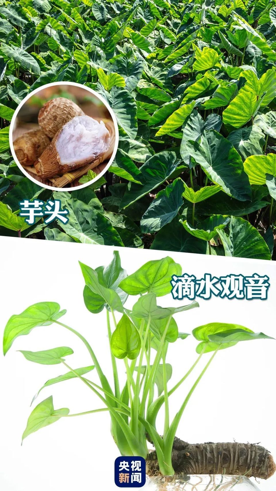 别吃!这种"芋头"有毒!