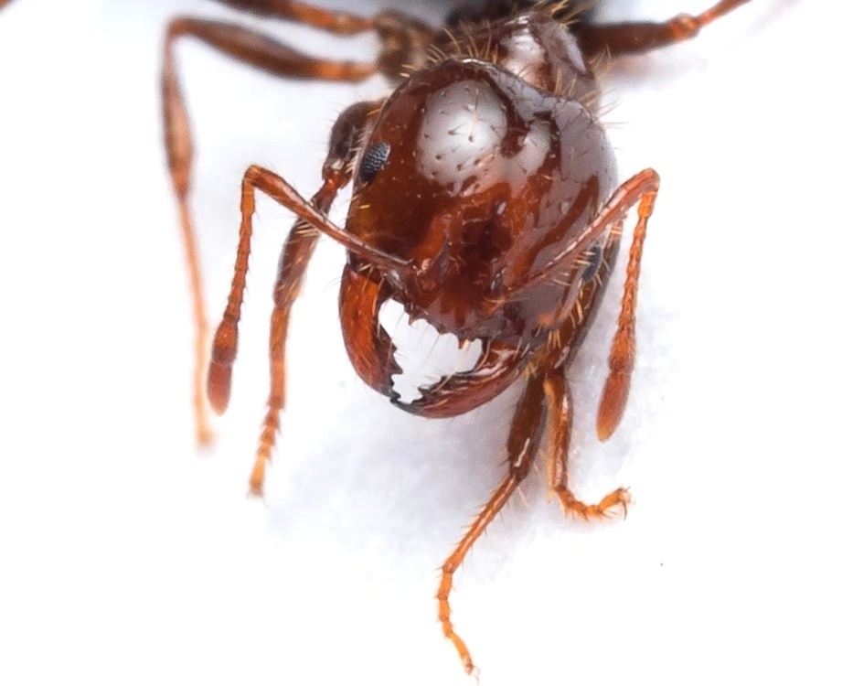 春季是红火蚁繁殖高峰广州市民可通过这些方式及时防控