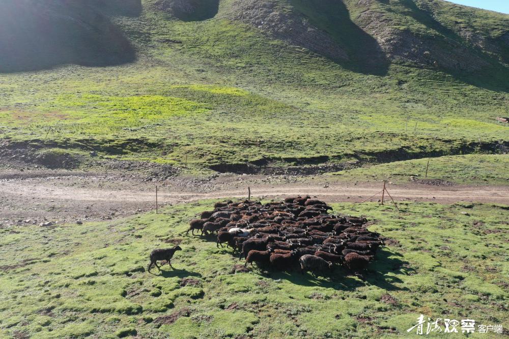 海南州贵南县高原黑羊毛走出群众致富路