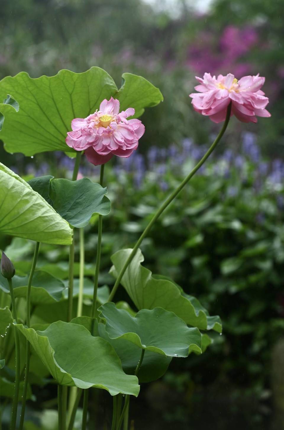 壁纸 花 桌面 960_1455 竖版 竖屏 手机