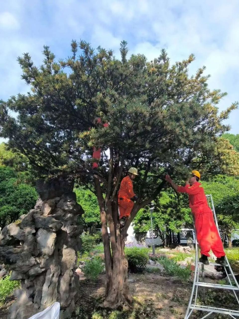 图片