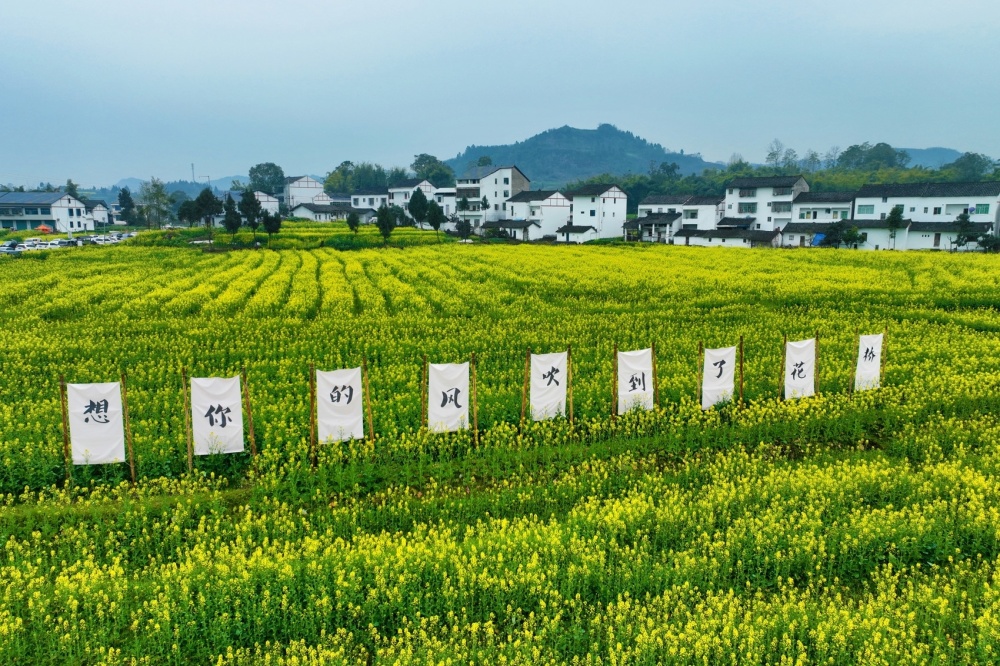 c视频数十场精彩活动金色广安春归花桥2024油菜花季活动启幕