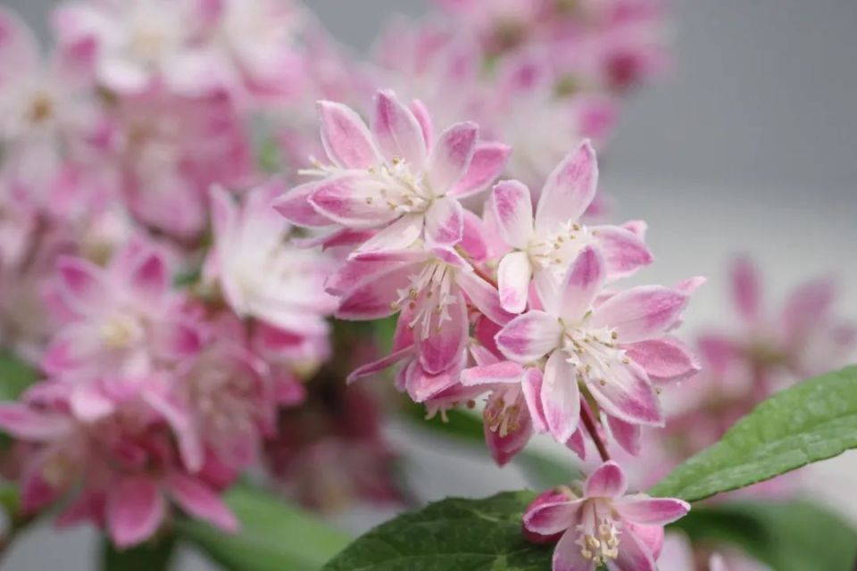 粉花满树,小清新的溲疏花已然绽放