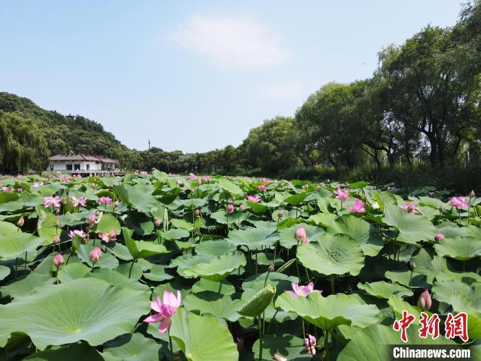7月19日,吉林省吉林市,北山公园万朵荷花竞相开放,吸引游客驻留.