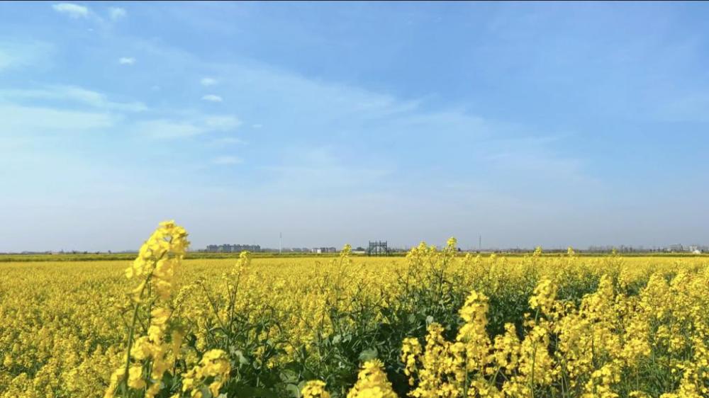 油菜花開放到鹽城大縱湖湖塘花海邂逅春天