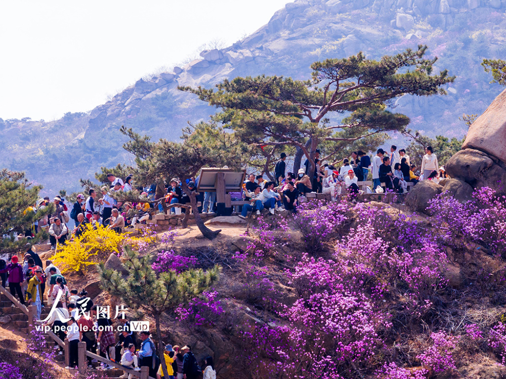 山东青岛大珠山杜鹃花盛开