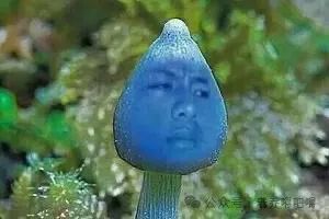 蓝瘦香菇