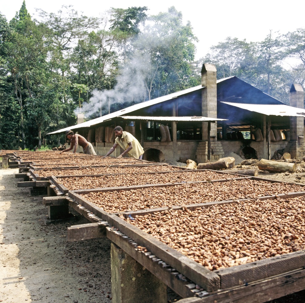 可可豆飙出历史天价巧克力要吃不起了？-腾讯新闻