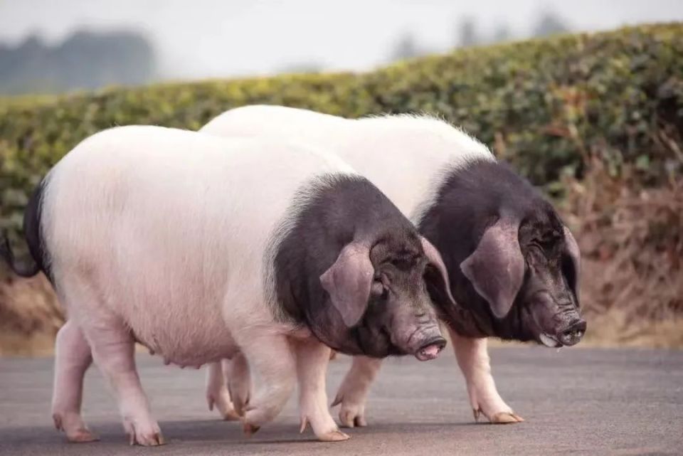 "两头乌",当地唤作金华猪,又被称为"中华熊猫猪",系我国首批畜禽遗传