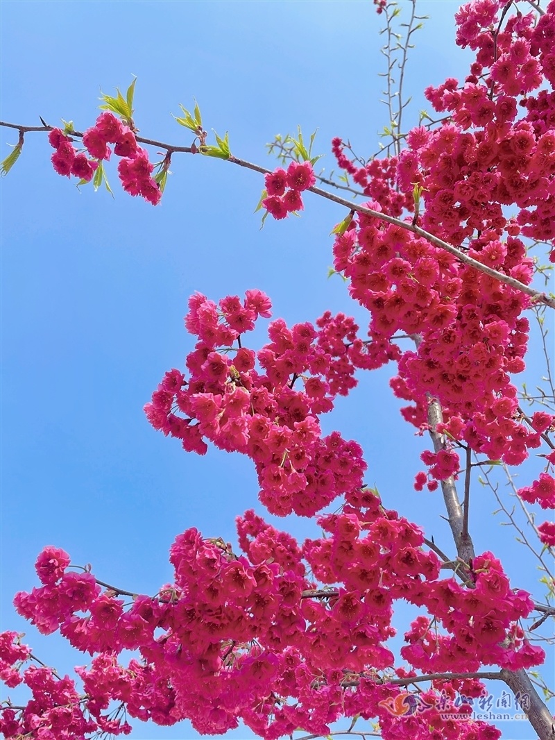 青衣江畔樱花盛开