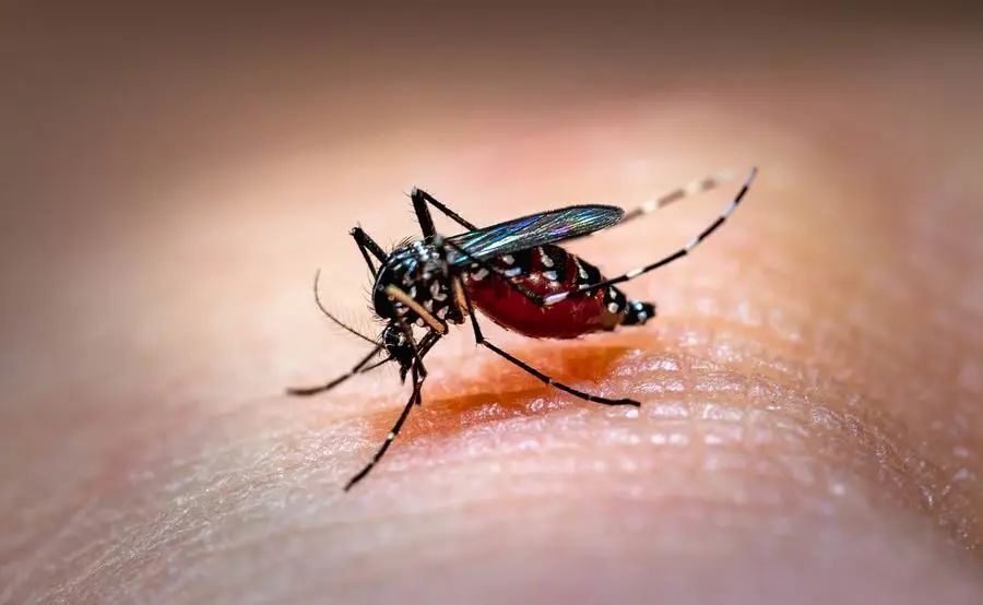警惕蚊子!孟加拉国登革热病致死73例病例累计超1.2万例_腾讯新闻