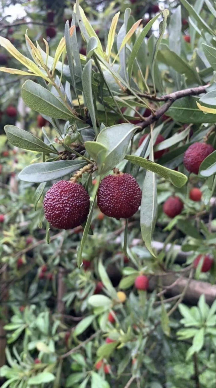 图:静儿据了解,目前茶山已有约50亩的大棚丁岙杨梅.