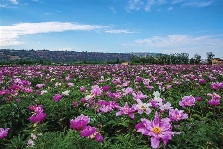 共扬国色美名——"盛世牡丹耀中国"大型融媒体联动报道之临夏篇_腾讯