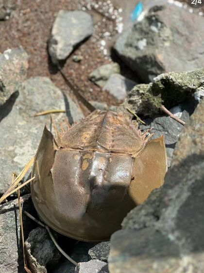 网友在深圳湾发现动物界"活化石"——鲎