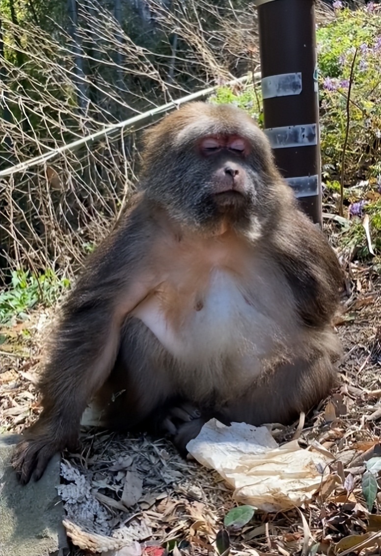 网红独臂猴"星星"连续5天蹲山脚等师太回家,知情人