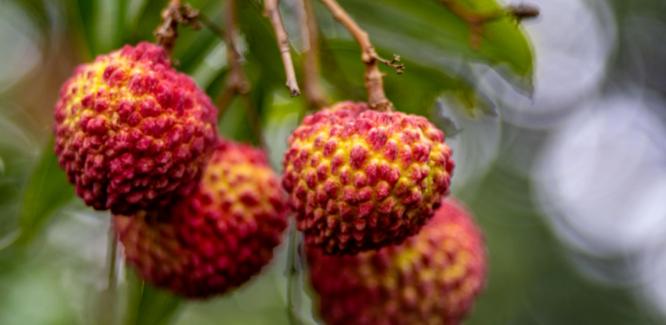 中国有个海南岛丨夏季顶流!海南荔枝的前世今生