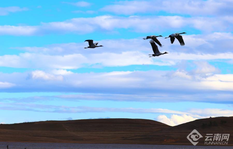 【高清组图】云南昭通:黑颈鹤群恋恋不舍起舞云端暂别大山包