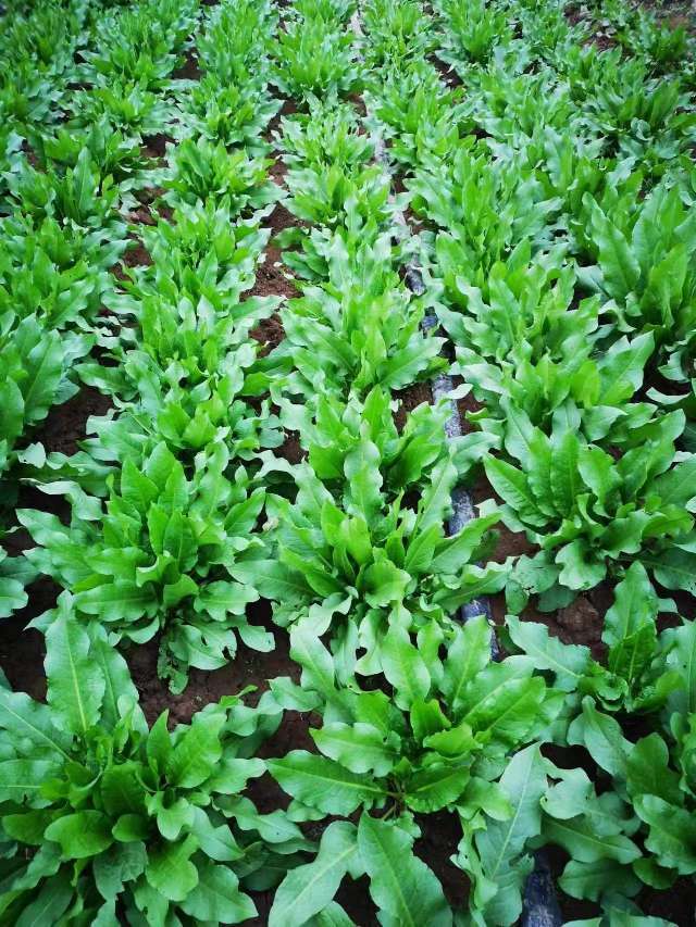 3月,走进荥阳市刘河镇架子沟村,食叶草长势茂密,有村民们正手持镰刀忙