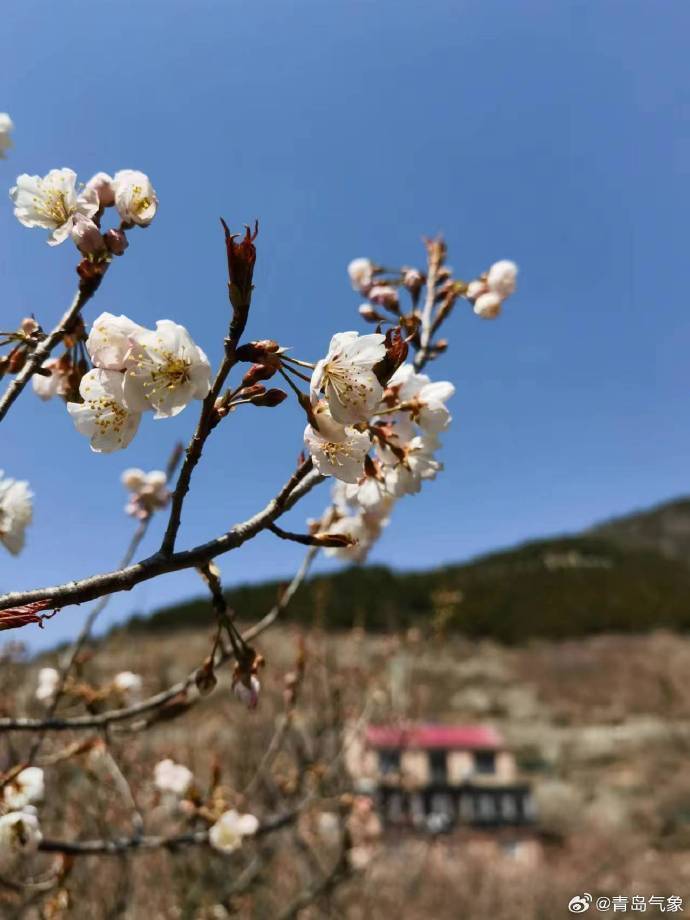 大崂樱桃花悄然开放
