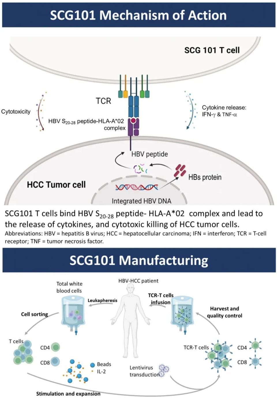 ASCO2023丨SCG101双管齐下，治疗晚期HBV-HCC显示出抗肿瘤和抗病毒活性_腾讯新闻