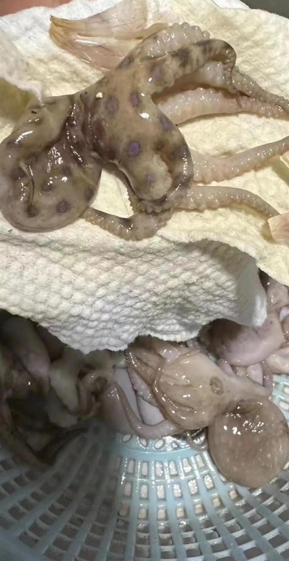 消费者称在袋装八爪鱼中发现疑似蓝环章鱼厂家表示绝无可能市监部门将