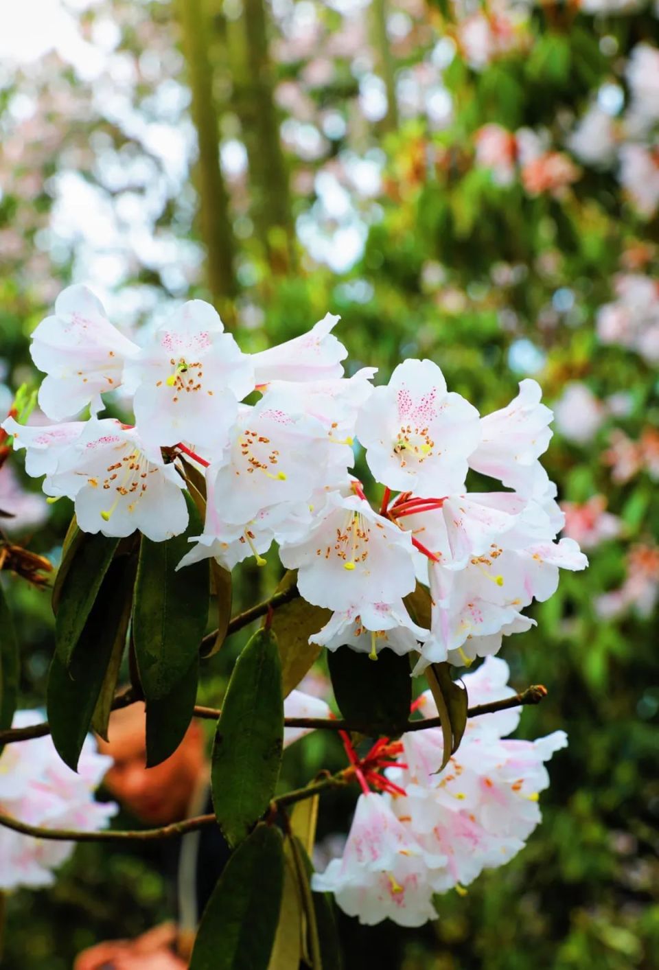 最美的"高山杜鹃"送你满山浪漫……附赏花路线!