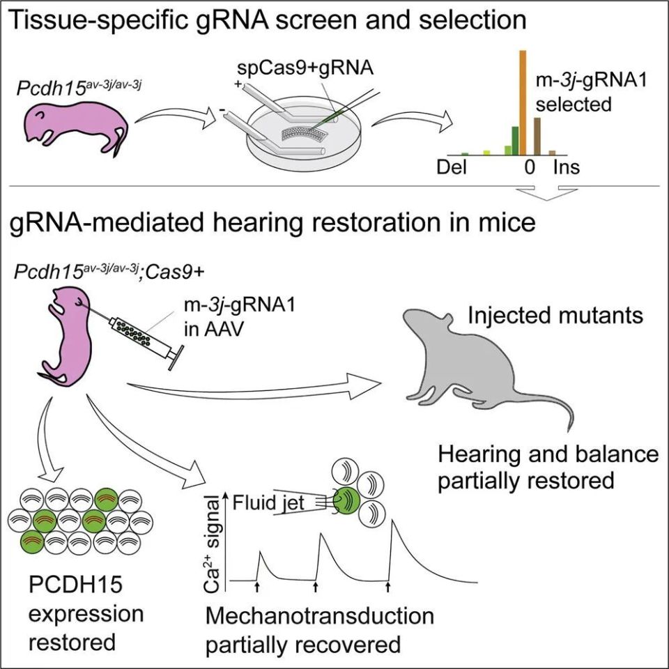 在体基因编辑成功治疗遗传性耳聋 | 北京脑所熊巍博士专访