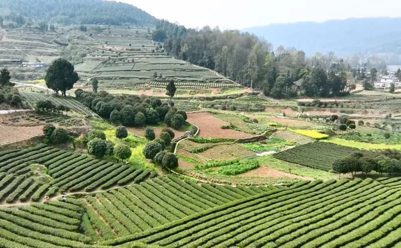 融媒体中心新闻播报蜂岩镇漫山春茶香茶叶经济旺