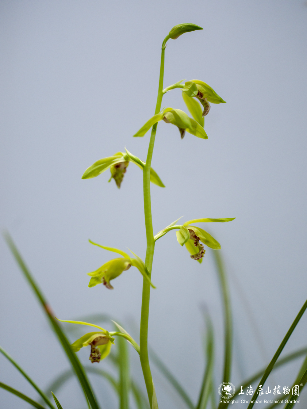 30余种精品蕙兰一次赏!蕙之华国兰特展持续至5月12日,欲赏从速噢