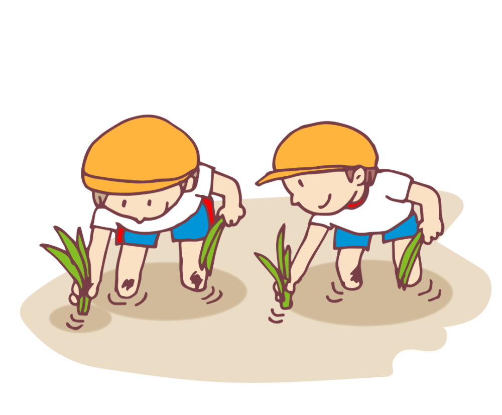 成长三十六计丨走趣插秧这片水稻田我们承包了