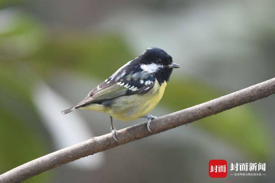 新增51个鸟种成都鸟类名录上新了