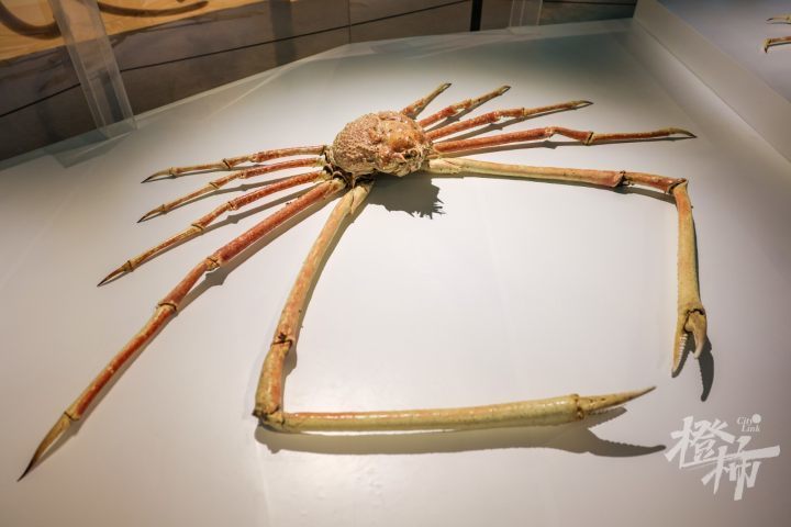 超过400只螃蟹钳进中国湿地博物馆,这场展览把我看饿了_腾讯新闻