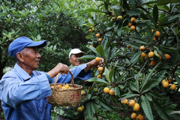 十八届雷甸镇枇杷文化节开幕,吸引了众多游客前来,体验采摘枇杷的乐趣