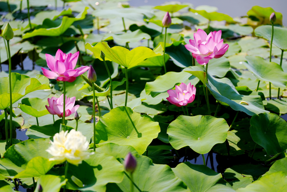 漫步荷塘小径邂逅诗中暗藏的惊喜小荷才露尖尖角早有蜻蜓立上头~寻一