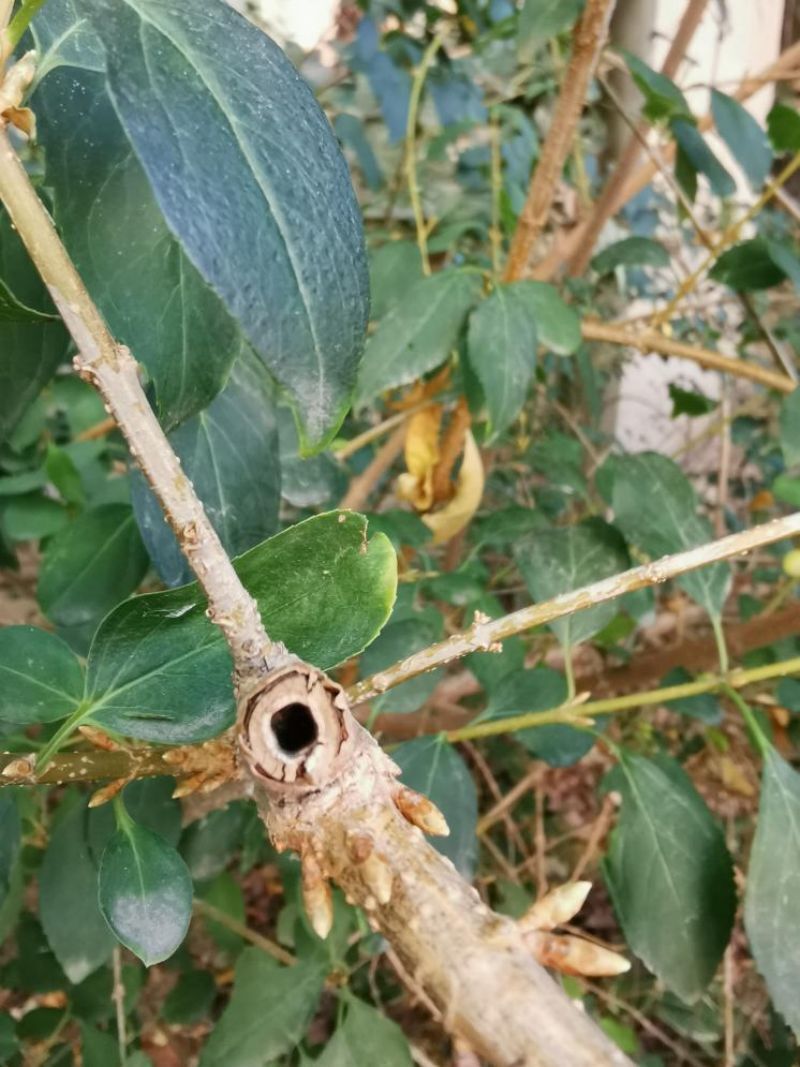 为健康护航的早春"使者":连翘