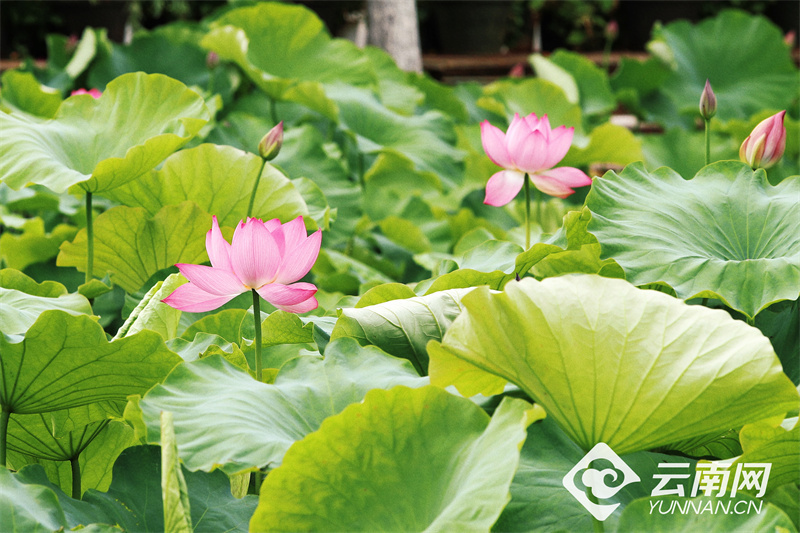 【高清组图】大观公园:夏日荷花初绽放
