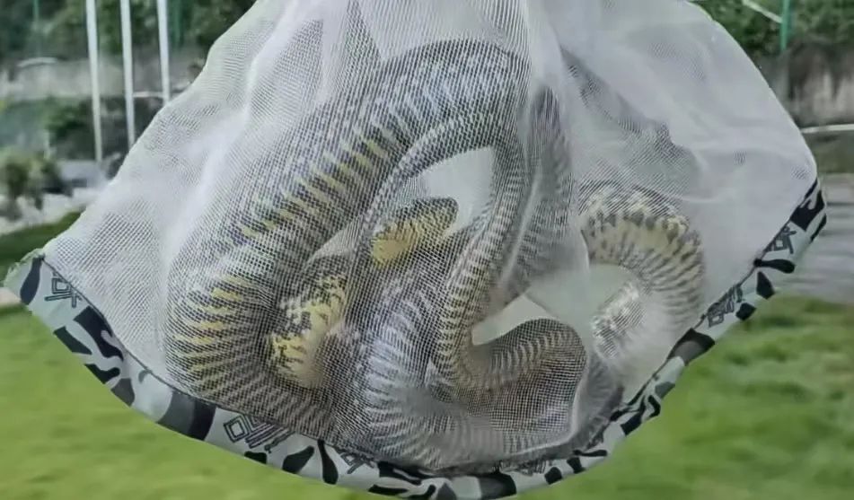 温州惊现巨蛇!体长18米,太吓人