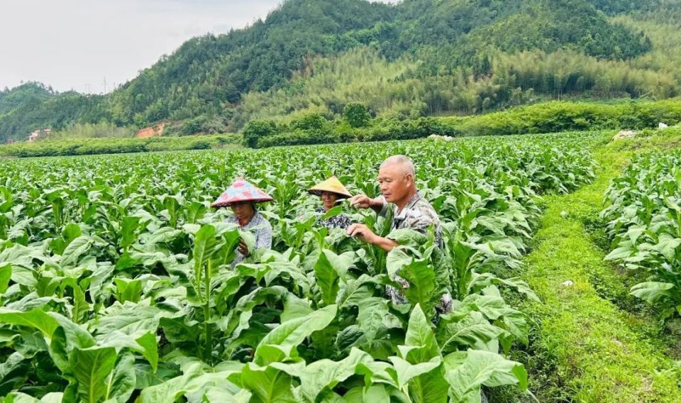 姑田镇人大代表华庆福说:"人大代表需要接地气有人气,我来自农村,要