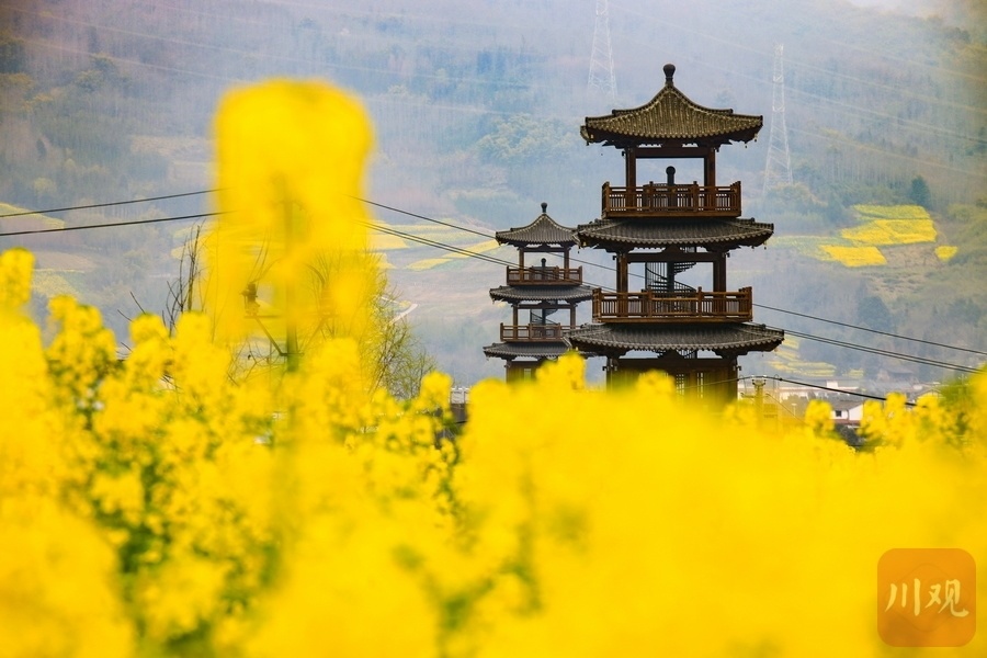 雅安市市花图片