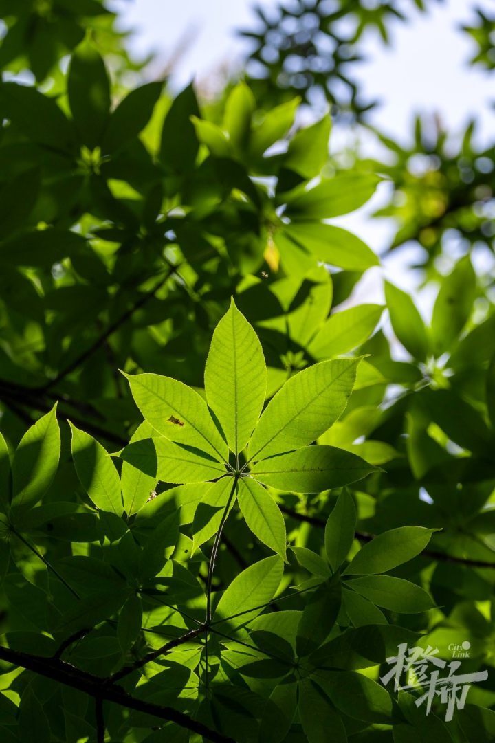 杭州discovery丨花如宝塔,朝天而开,佛系又好看的七叶树开花了