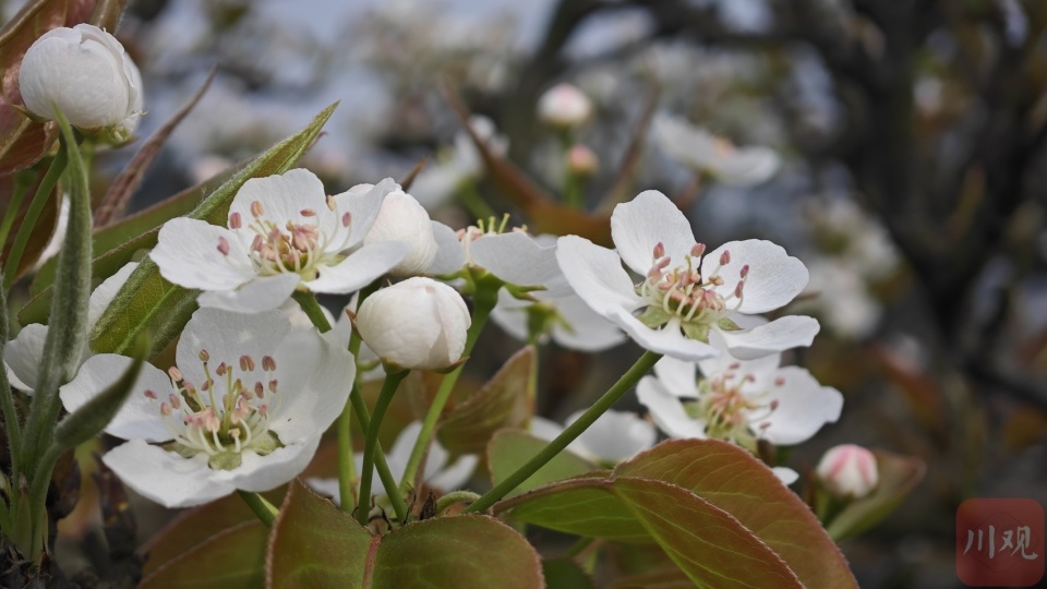 春到佛来山宜宾长宁万亩梨花白如雪