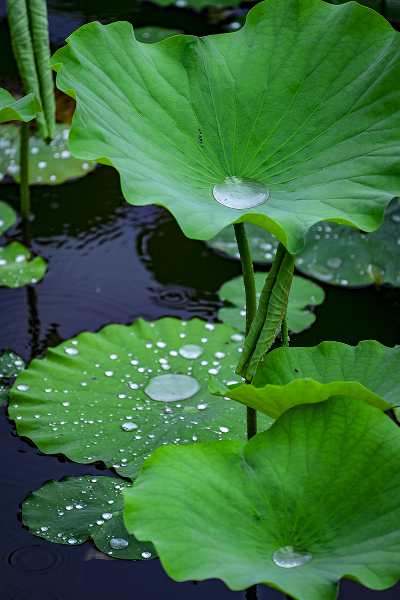 夏日截图每一张都很美