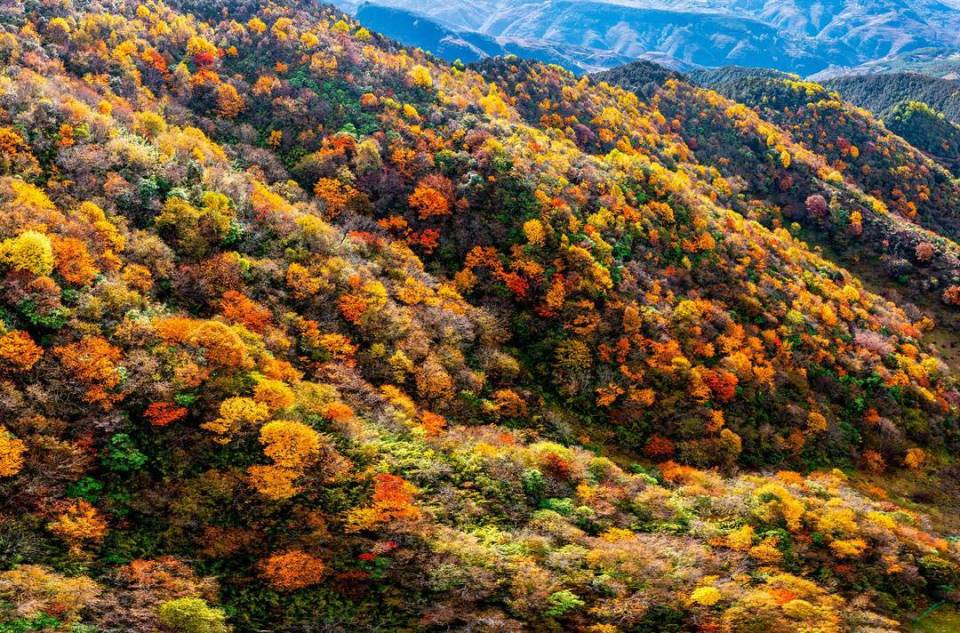 图集丨层林尽染 四川金阳县百草坡秋色醉人