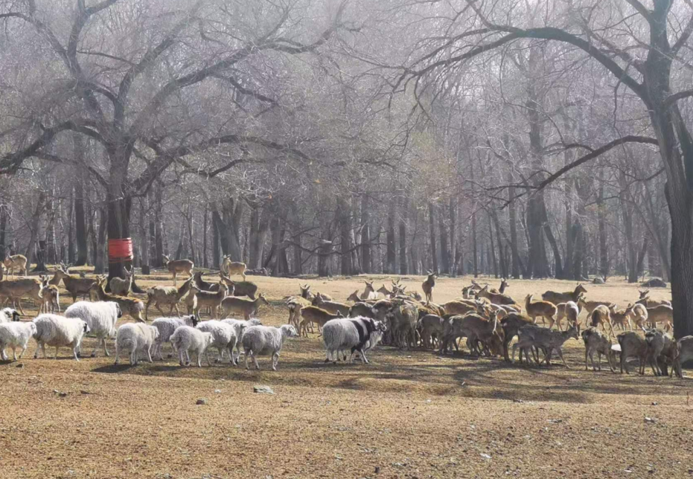 皇家鹿苑 腾讯网