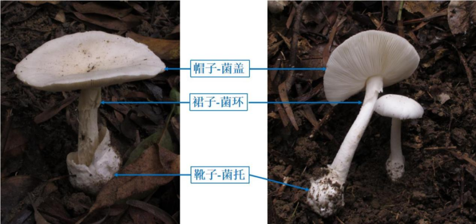 蘑菇菌褶横切面轮廓图图片