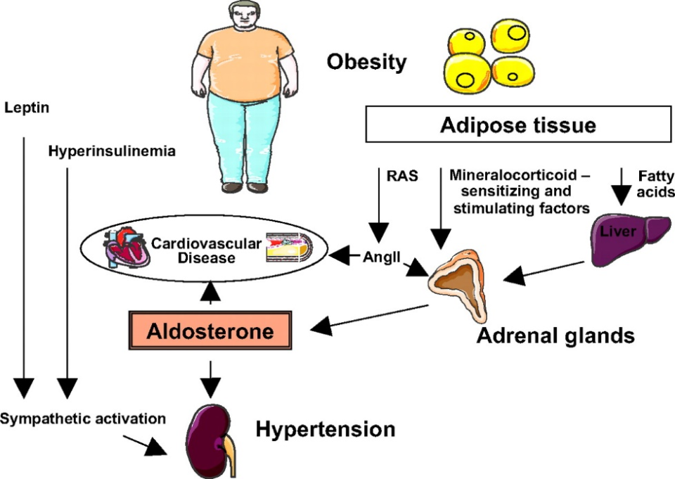 abpm血压怎么看全球高血压用药史转折点：40年首个新靶点药物III期成功_https://www.jmylbn.com_新闻资讯_第21张