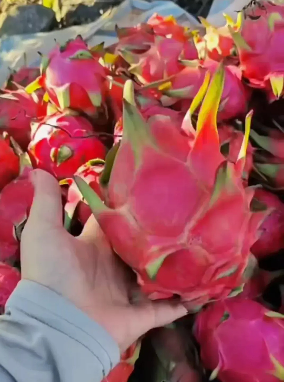 广西壮族自治区百色市田东县村屯火龙果出园 商贩收购价低廉仅几毛钱