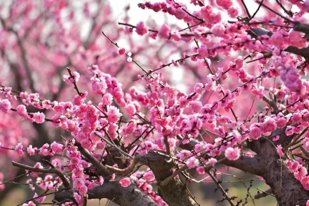 莱州月季花（莱州月季花节是5月25号还是五月二十五） 第29张