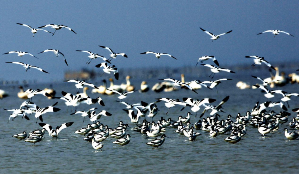 鄱阳湖吴城镇观鸟图片