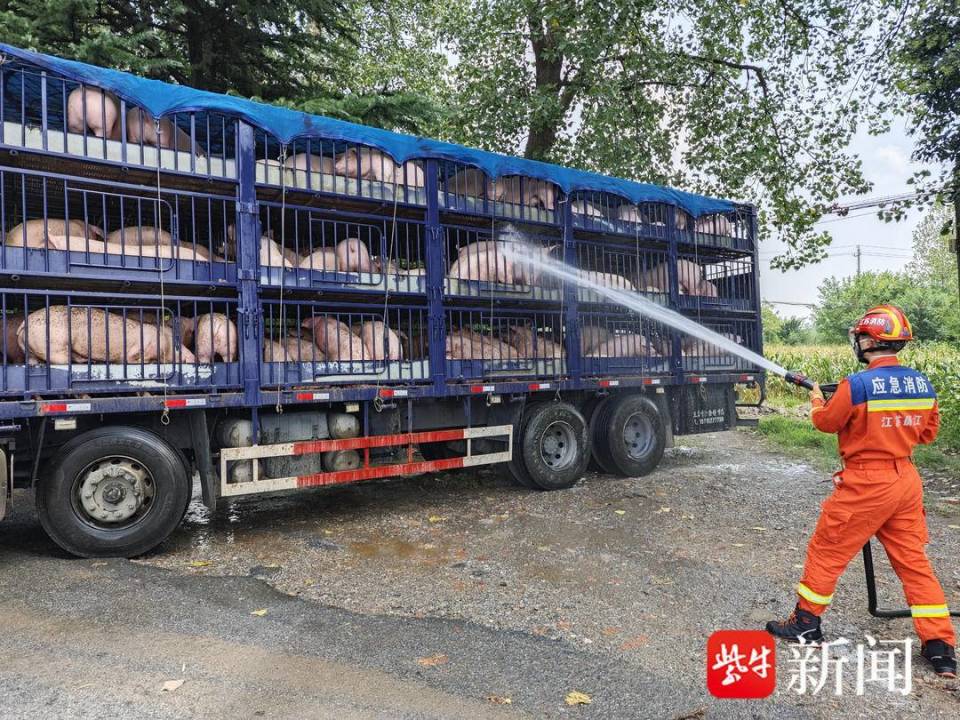 视频一货车生猪集体中暑消防员浇水20分钟解除危机